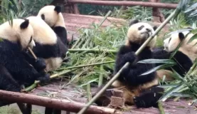 Pandas in China!